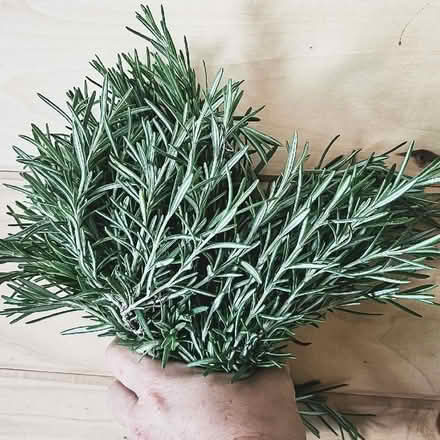Photo of Rosemary leaf (Newtown RG1) #1
