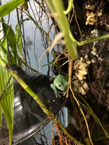 Photo of free Tree Frog (Royal Oak) #1