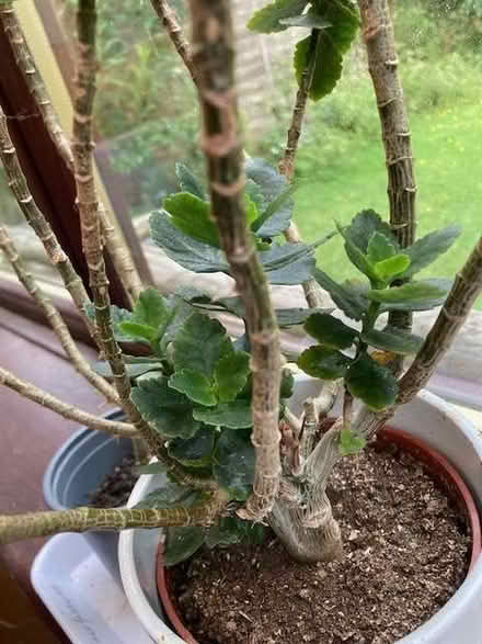 Photo of free Various houseplant cuttings (Bampton OX18) #2