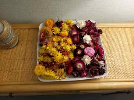 Photo of free Dried strawflower heads (Ivybridge PL21) #1