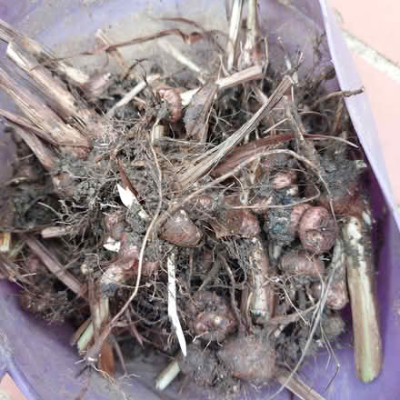 Photo of free Crocosmia bulbs (Stamford) #1