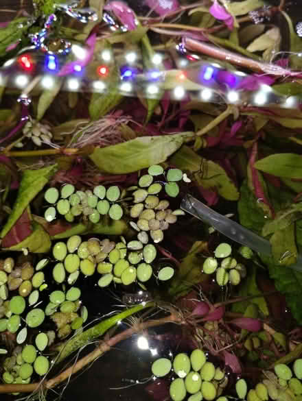 Photo of free Aquarium plants (Hollingdean) #3
