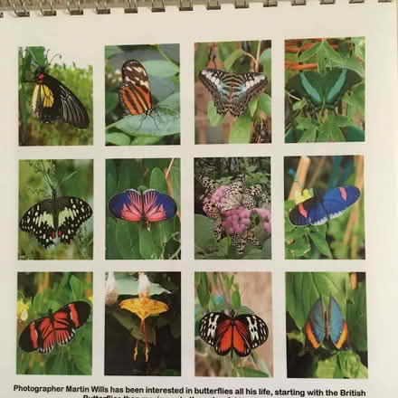 Photo of free Tropical butterfly photos (Upper Bevendean BN2) #1