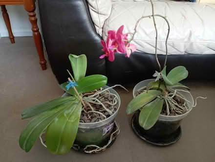 Photo of free Indoor Plants (Preston PR2) #1