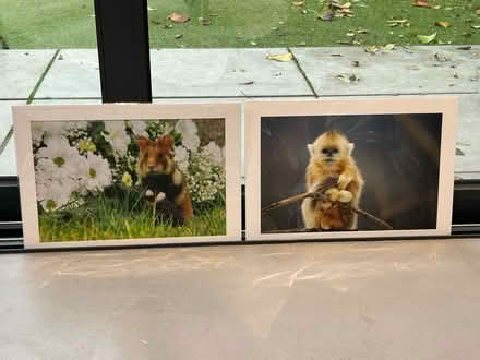 Photo of free Two unframed animal pictures (Chiswick W4) #1
