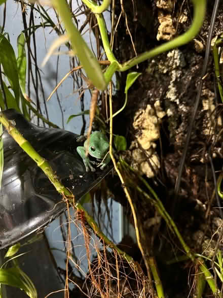 Photo of free Tree Frog (Royal Oak) #2