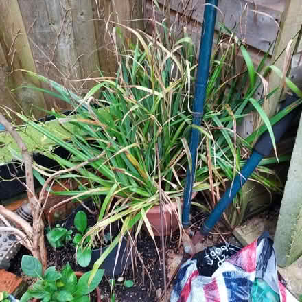 Photo of free Grasses x 3 clumps (Sydenham) #2