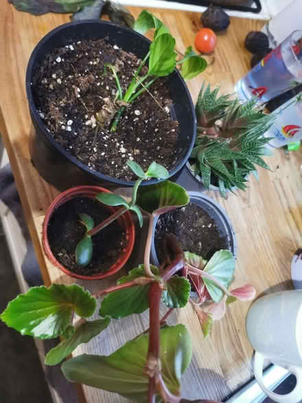 Photo of free House plant cuttings (Saltaire BD18) #1