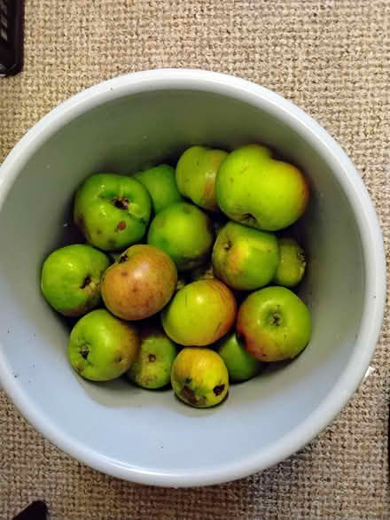 Photo of free Windfall apples (Penrith CA11) #1