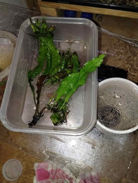 Photo of free Aquarium plants (Hollingdean) #2