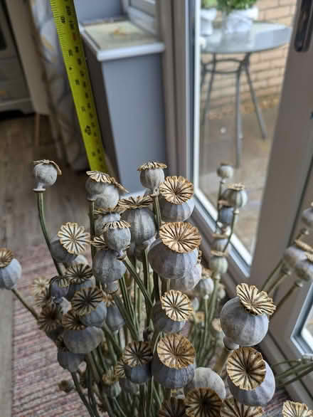 Photo of free Poppy seed on stems (Manea) #2