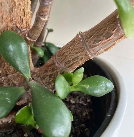 Photo of free Various houseplant cuttings (Bampton OX18) #3