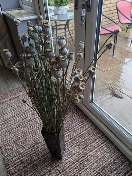 Photo of free Poppy seed on stems (Manea) #1