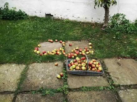 Photo of free Delicious apples (Joppa EH15) #1