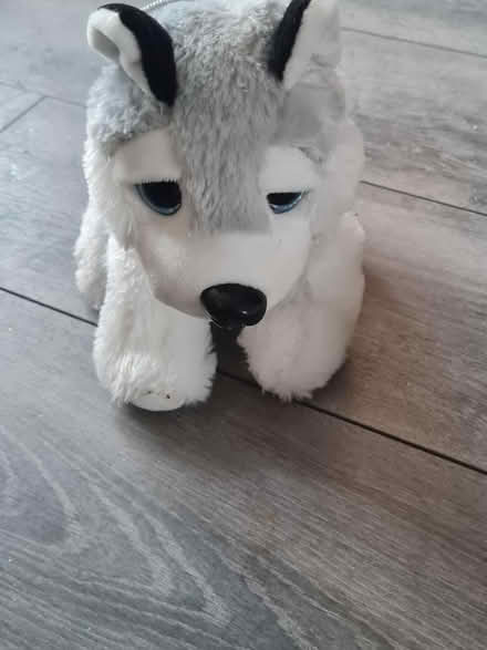 Photo of free Teddy's (Walsall WS3) #2