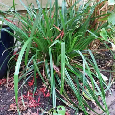 Photo of free Grasses x 3 clumps (Sydenham) #1