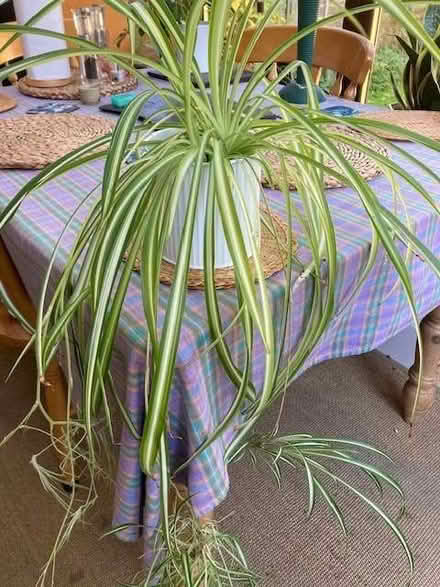Photo of free Various houseplant cuttings (Bampton OX18) #1