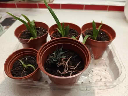 Photo of free indoor plants (Daybrook NG5) #1