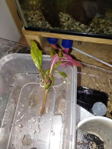 Photo of free Aquarium plants (Hollingdean) #1