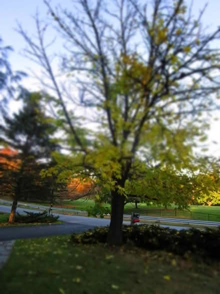 Photo of free Castor Aralia Tree Volunteer (T/Poughkeepsie Spackenkill) #4