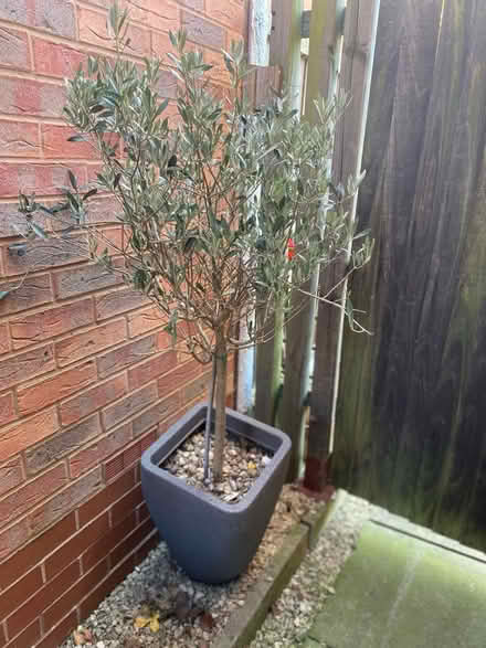 Photo of free Olive Trees (Killamarsh S21) #2