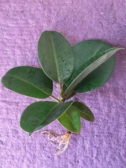 Photo of free Rubber plant cutting (Sele Farm SG14) #1