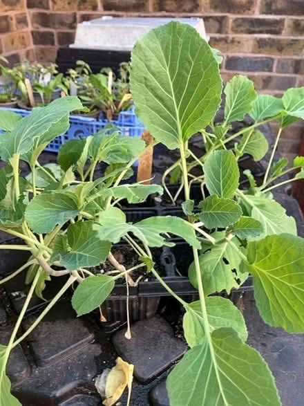 Photo of free Cabbage plants F1 Caddice (Leegomery TF1) #1