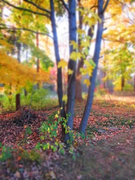 Photo of free Castor Aralia Tree Volunteer (T/Poughkeepsie Spackenkill) #3