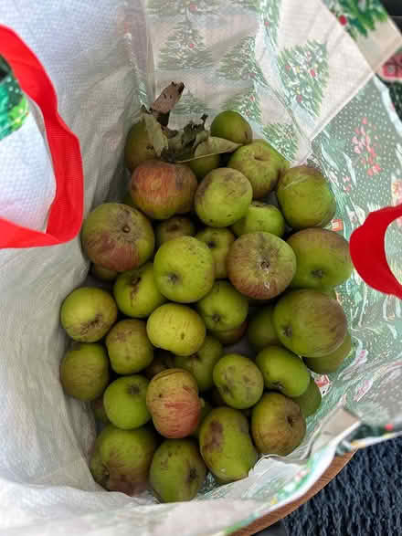 Photo of free Fall cooking apples (Manley) #1