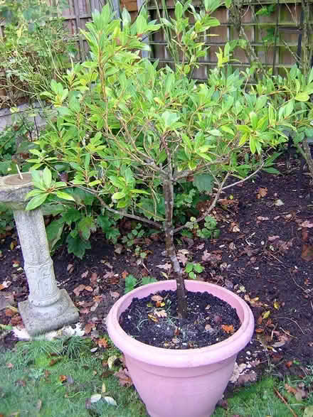 Photo of free Potted bay trees (Billericay CM11) #2