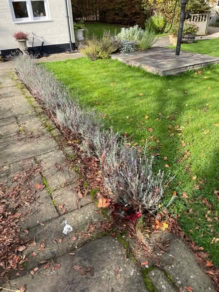 Photo of free Lavender plants - 30 (WR13 Berrow) #1