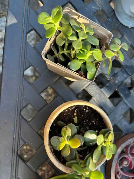 Photo of free Succulents (Leslieville) #2