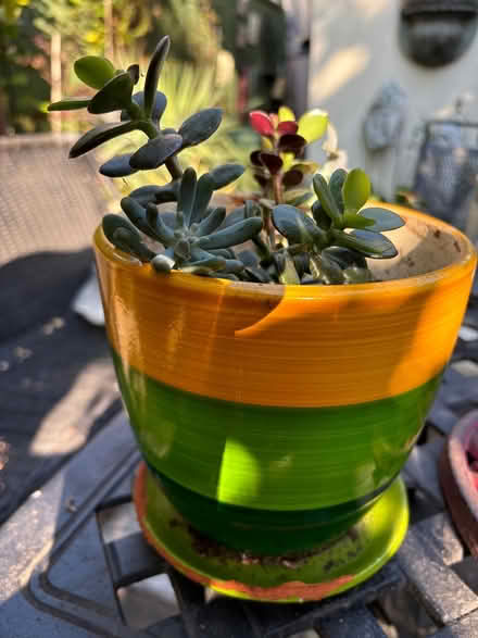 Photo of free Succulents (Leslieville) #1