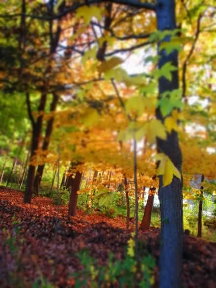 Photo of free Castor Aralia Tree Volunteer (T/Poughkeepsie Spackenkill) #1