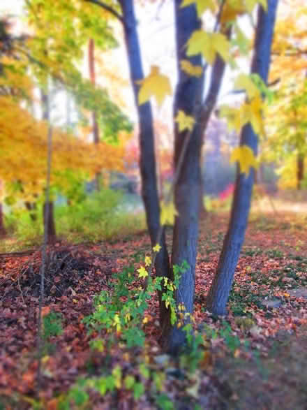 Photo of free Castor Aralia Tree Volunteer (T/Poughkeepsie Spackenkill) #2