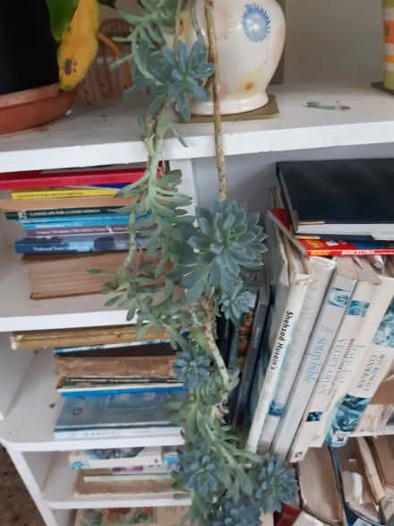 Photo of free House plants (Torbay) #2