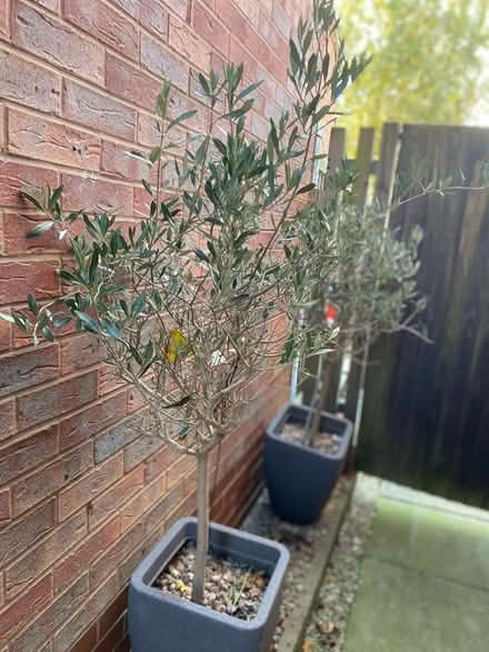 Photo of free Olive Trees (Killamarsh S21) #1