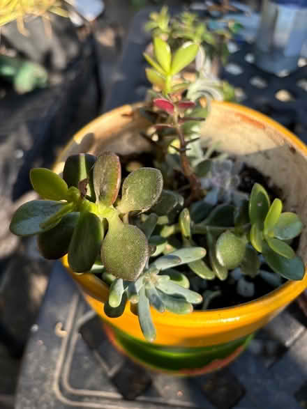 Photo of free Succulents (Leslieville) #3