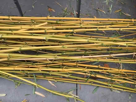 Photo of free Bamboo Poles (Yateley GU46) #2