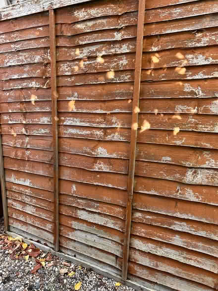 Photo of free Old fence panels (Chelmer village Chelmsford) #3