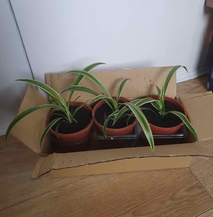 Photo of free 3 x small spider plants (Troy Town ME1) #1