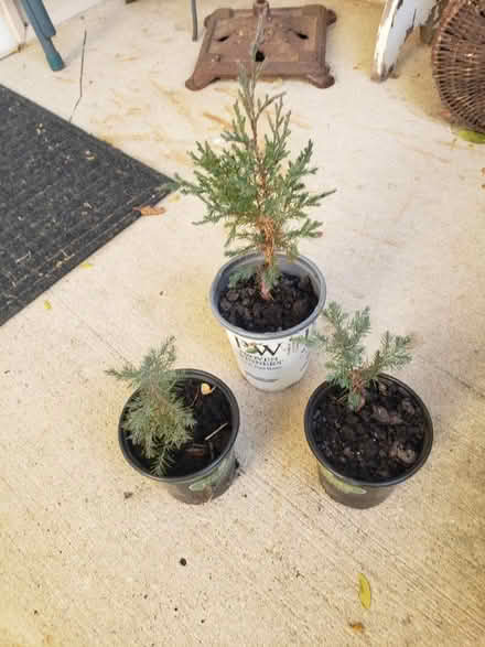 Photo of free Juniper Tree saplings (Downtown Bartlett) #1