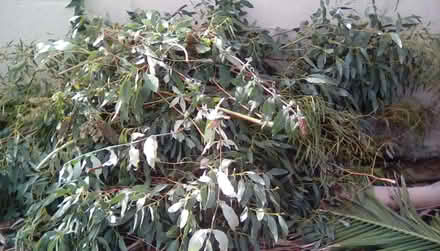 Photo of free Eucalyptus Leaves (Hayling Island PO11) #1