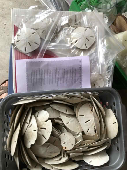 Photo of free Sand dollars (Mimico) #1