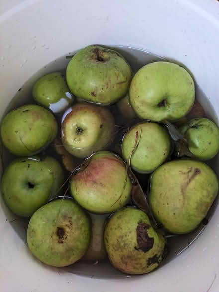 Photo of free Windfall apples (Handsworth B20) #1