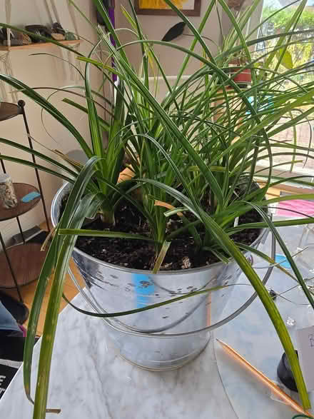 Photo of free Ponytail palms (Vanier north) #1
