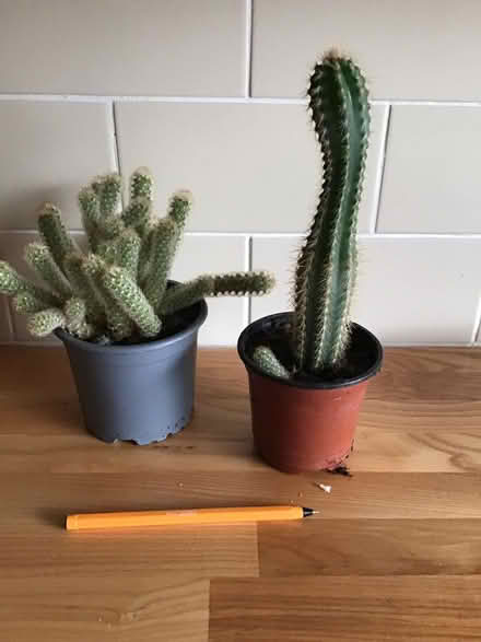 Photo of free 🌵 Cacti (Taverham NR8) #1