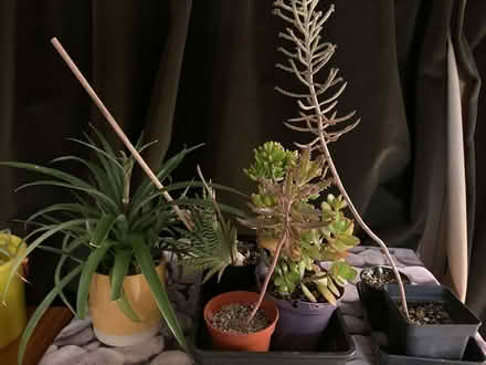 Photo of free Curtains (Leegomery TF1) #1