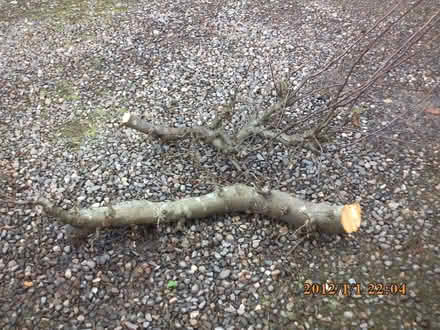Photo of free Apple tree branches, green. (Netherfield, Kendal LA9) #1