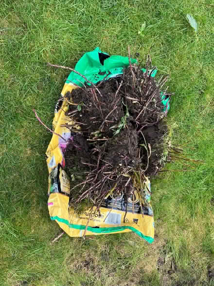 Photo of free Michaelmus daisy plants (Peppard Common RG9) #1